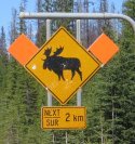 Moose sign.